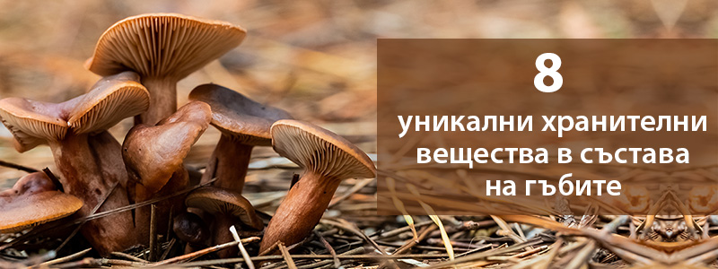 8 уникални хранителни вещества в състава на гъбите