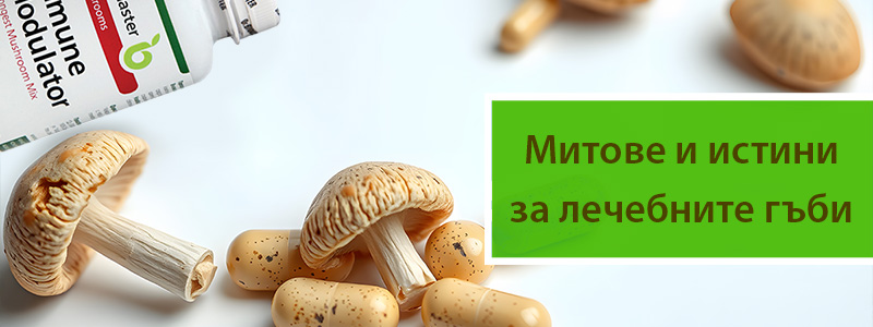 Митове и истини за лечебните гъби