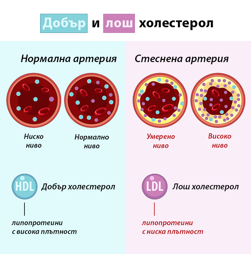 Добър и лош холестерол