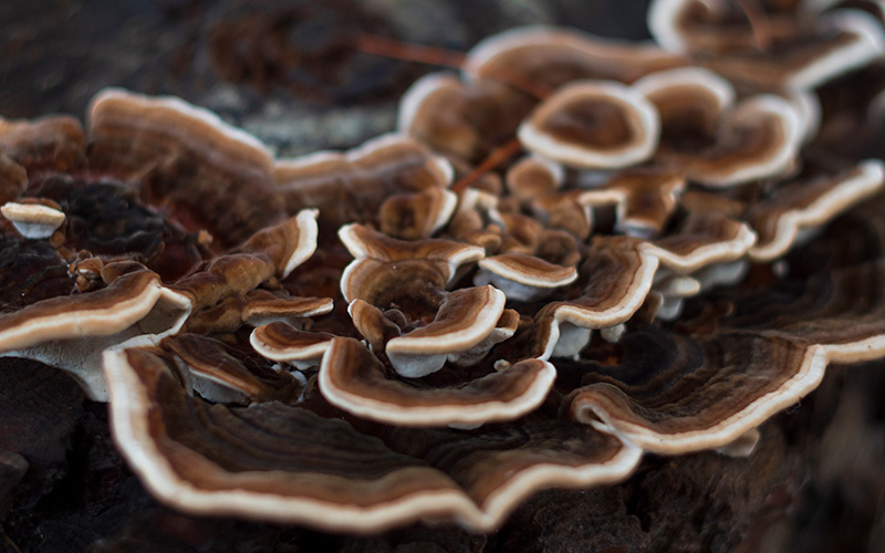 Научни изследвания за виталната гъба Кориолус