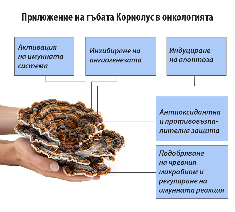 Приложение на лекарствената гъба Кориолус в онкологията