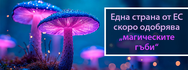 Страна от ЕС скоро одобрява „магически гъби“ с псилоцибин