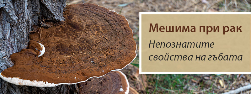 Мешима при рак – непознатите свойства на гъбата