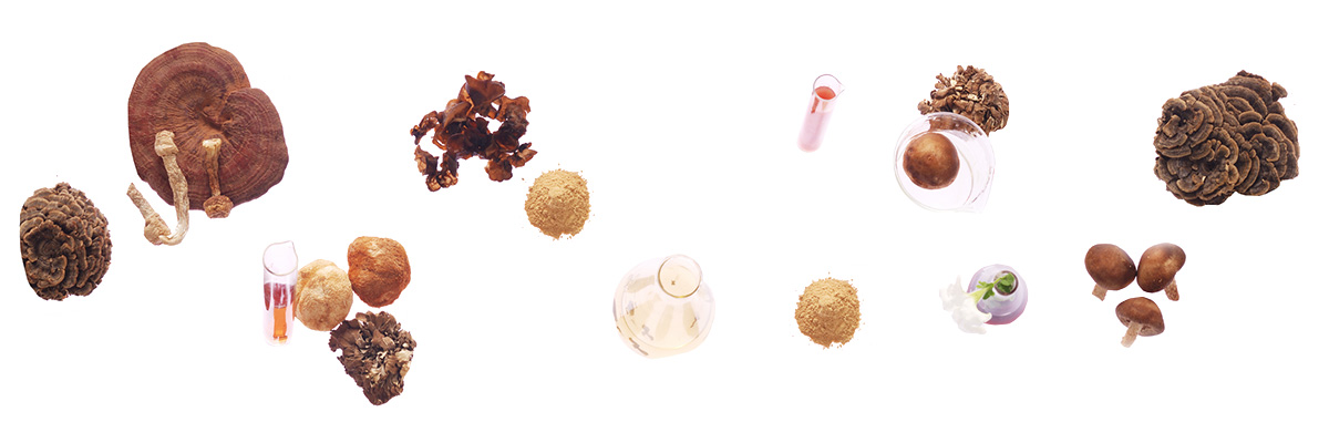 Различни видове лекарствени гъби