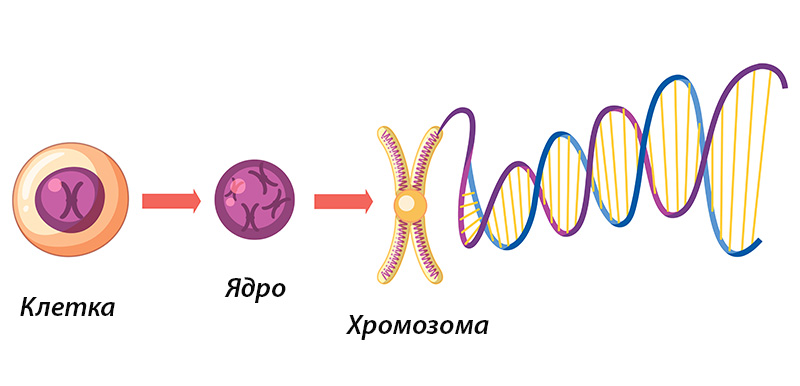 Проследяване на динамиката на хромозомите в живи клетки