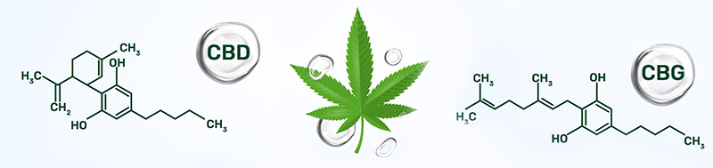 Каква е разликата между CBD и CBG и кое вещество е по-ефективно?