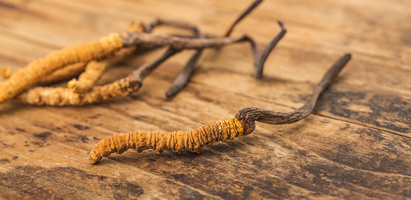 Често задавани въпроси за лекарствената гъба Кордицепс