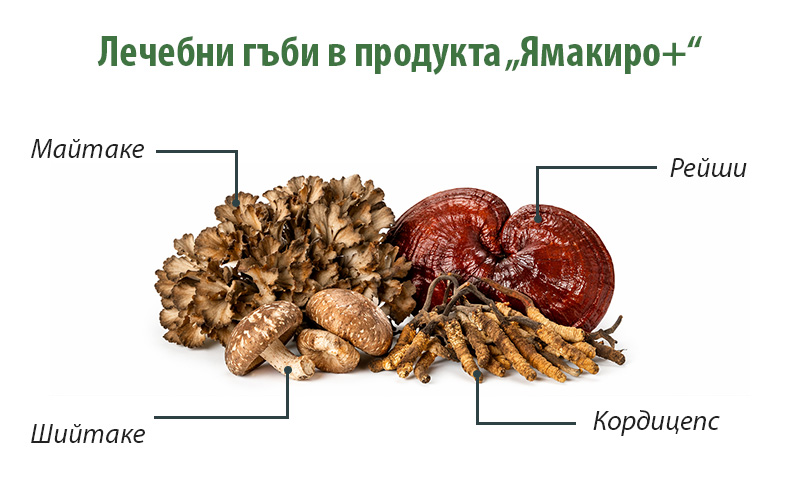 Лечебни гъби при инсулинова резистентност, част от състава на Ямакиро+