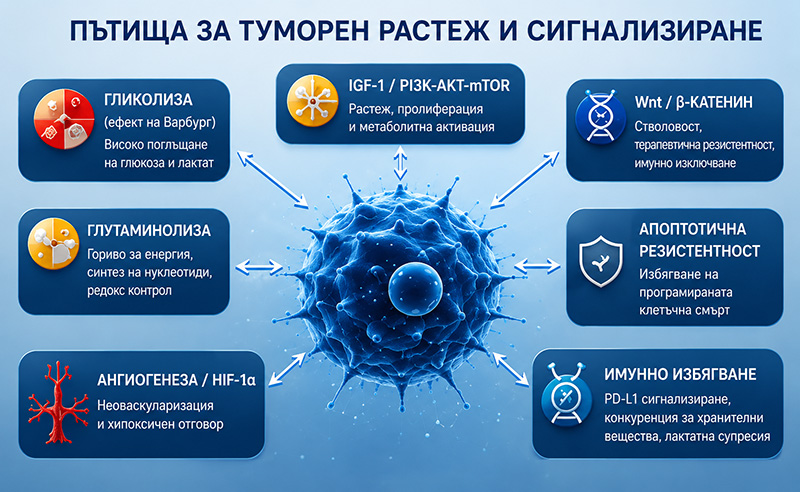 Пътища за туморен растеж
