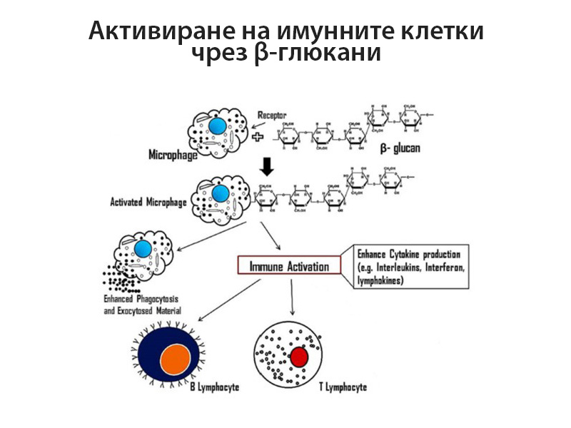 Активиране на имунните клетки чрез бета-глюканите от лечебни гъби - графика