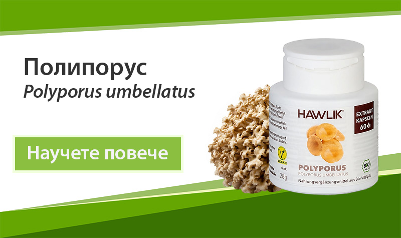 Екстракти от лечебни гъби Полипорус (Polyporus umbellatus) 30% на Dr. Biomaster
