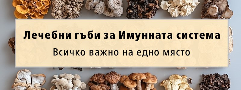 Лечебни гъби за Имунната система – Всичко важно на едно място