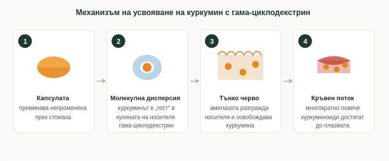 Механизъм на усвояване на куркумин с гама-циклодекстрин