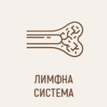 Лимфна система