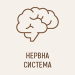 Нервна система