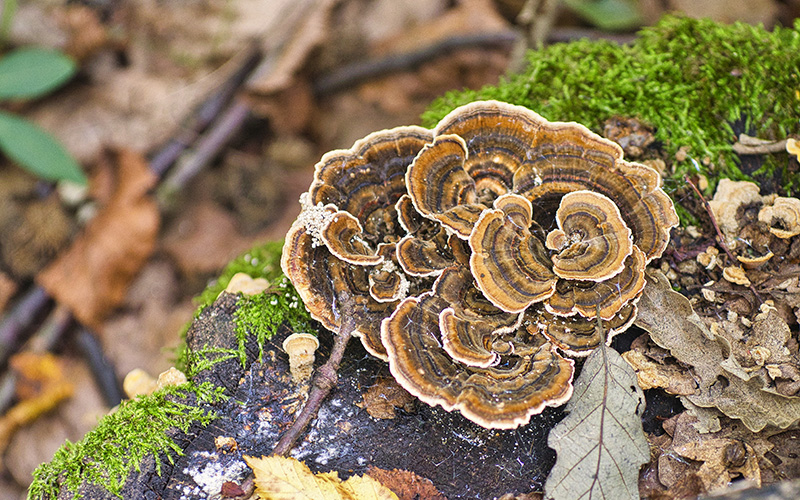 Гъба пуешка опашка (Coriolus versicolor) капсули с характерните концентрични цветни пръстени върху паднал ствол
